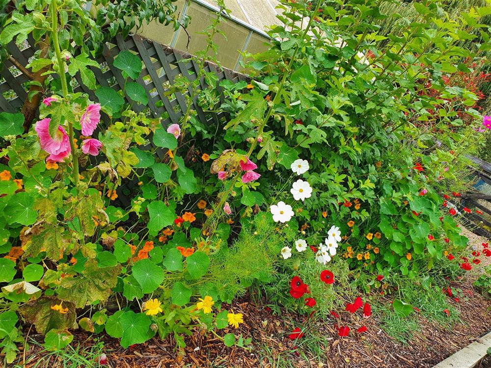 Khu vườn 225m² trồng toàn rau hữu cơ xanh tốt nhờ bí quyết dễ làm của bà mẹ trẻ đảm đang-6