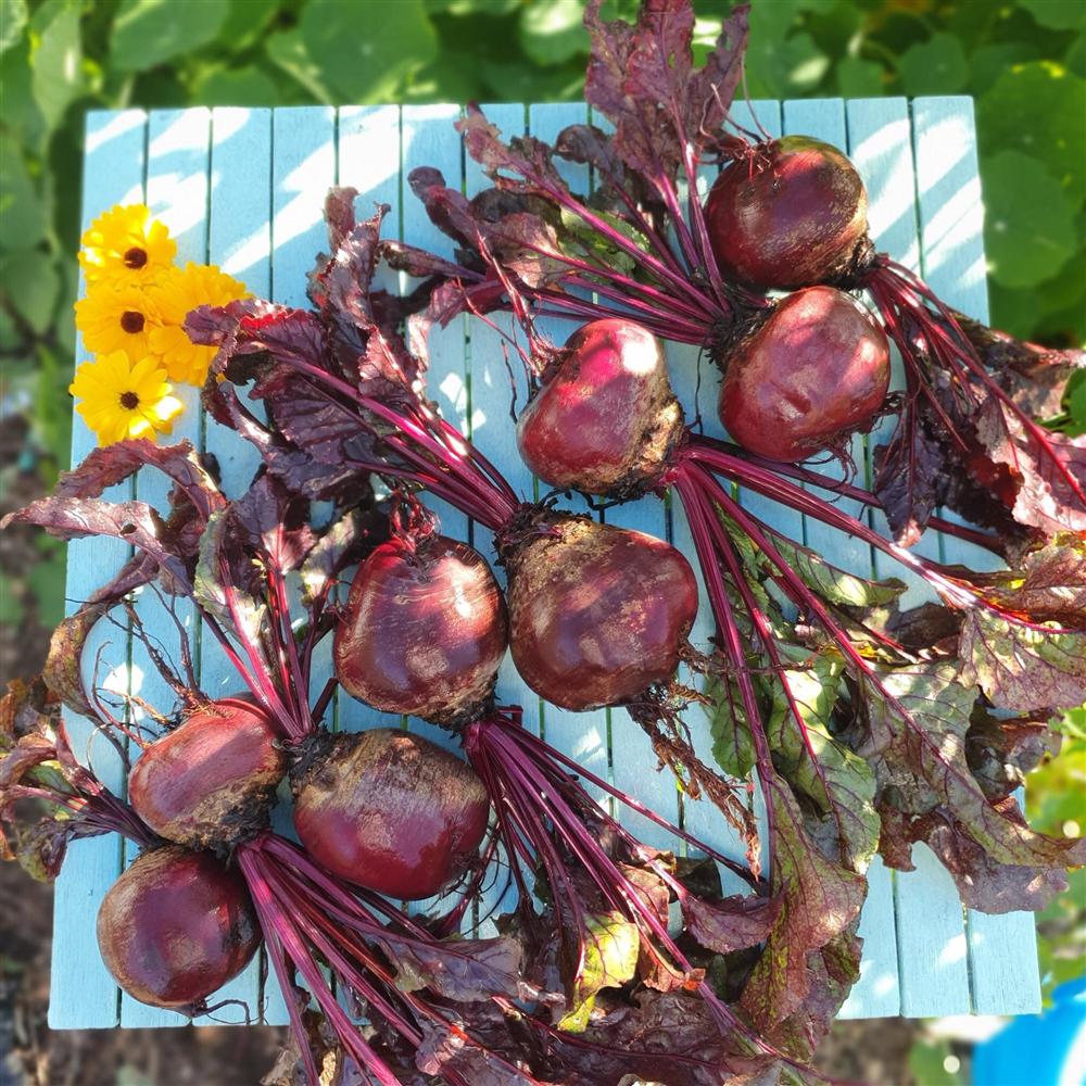 Khu vườn 225m² trồng toàn rau hữu cơ xanh tốt nhờ bí quyết dễ làm của bà mẹ trẻ đảm đang-7