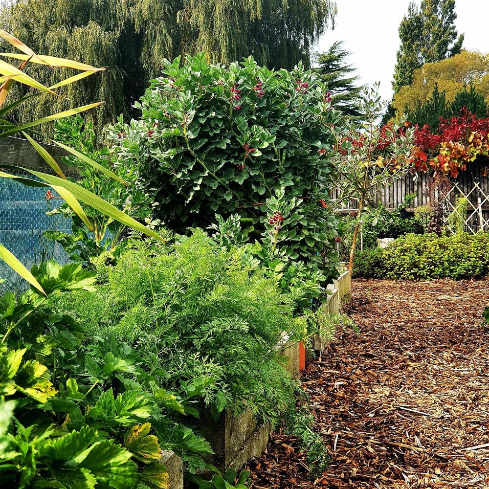 Khu vườn 225m² trồng toàn rau hữu cơ xanh tốt nhờ bí quyết dễ làm của bà mẹ trẻ đảm đang-8