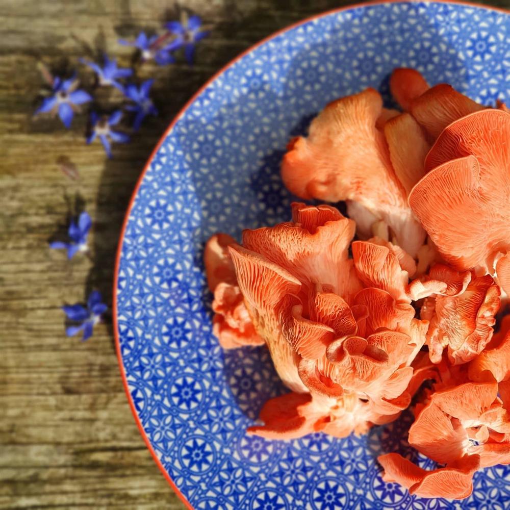 Khu vườn 225m² trồng toàn rau hữu cơ xanh tốt nhờ bí quyết dễ làm của bà mẹ trẻ đảm đang-9