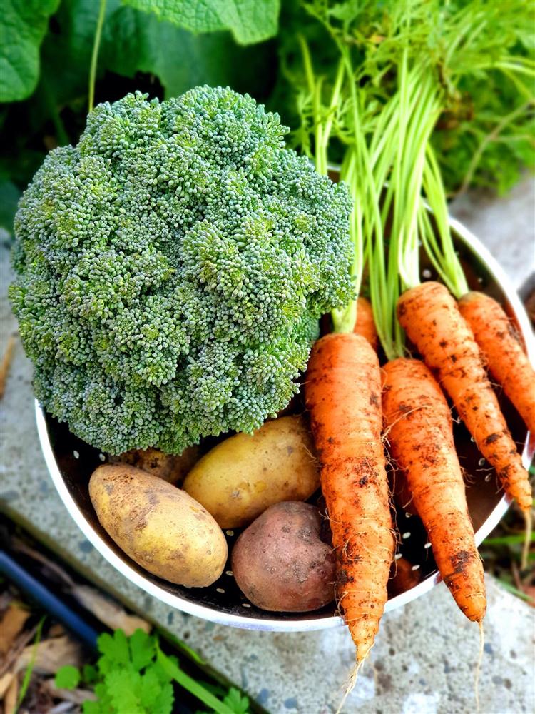 Khu vườn 225m² trồng toàn rau hữu cơ xanh tốt nhờ bí quyết dễ làm của bà mẹ trẻ đảm đang-10