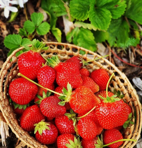 Khu vườn 225m² trồng toàn rau hữu cơ xanh tốt nhờ bí quyết dễ làm của bà mẹ trẻ đảm đang-12