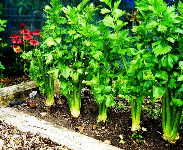 Khu vườn 225m² trồng toàn rau hữu cơ xanh tốt nhờ bí quyết dễ làm của bà mẹ trẻ đảm đang-13