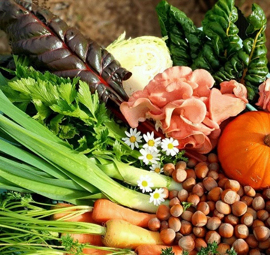 Khu vườn 225m² trồng toàn rau hữu cơ xanh tốt nhờ bí quyết dễ làm của bà mẹ trẻ đảm đang-14