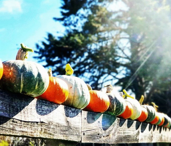 Khu vườn 225m² trồng toàn rau hữu cơ xanh tốt nhờ bí quyết dễ làm của bà mẹ trẻ đảm đang-15