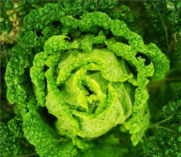 Khu vườn 225m² trồng toàn rau hữu cơ xanh tốt nhờ bí quyết dễ làm của bà mẹ trẻ đảm đang-16