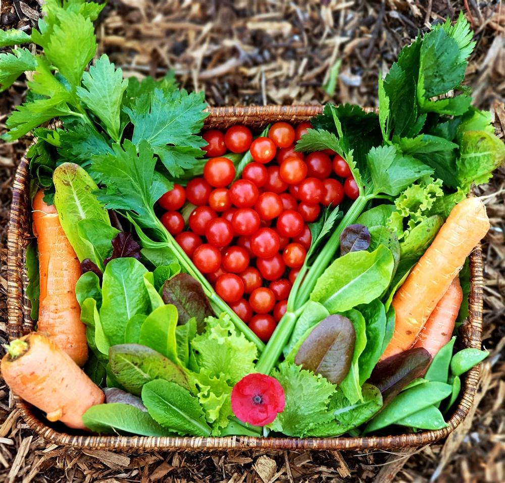 Khu vườn 225m² trồng toàn rau hữu cơ xanh tốt nhờ bí quyết dễ làm của bà mẹ trẻ đảm đang-17