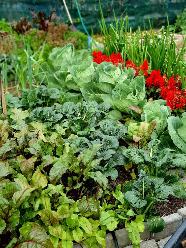 Khu vườn 225m² trồng toàn rau hữu cơ xanh tốt nhờ bí quyết dễ làm của bà mẹ trẻ đảm đang-21