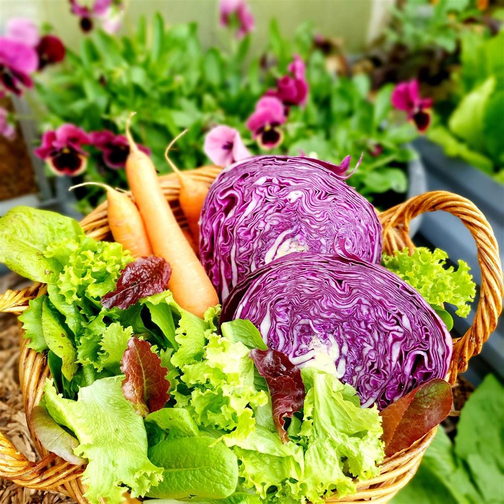 Khu vườn 225m² trồng toàn rau hữu cơ xanh tốt nhờ bí quyết dễ làm của bà mẹ trẻ đảm đang-22