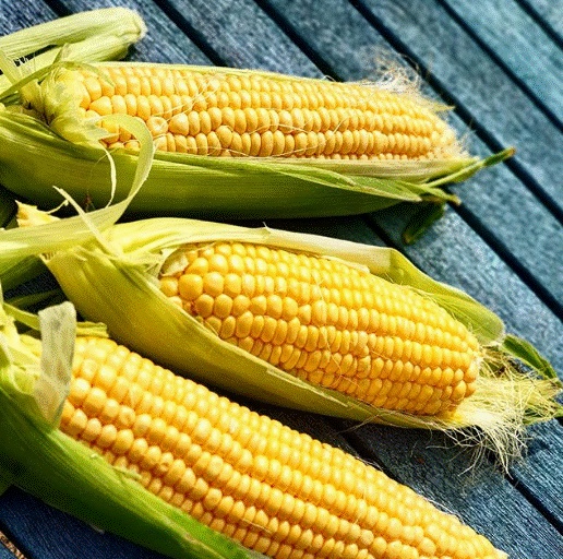 Khu vườn 225m² trồng toàn rau hữu cơ xanh tốt nhờ bí quyết dễ làm của bà mẹ trẻ đảm đang-23