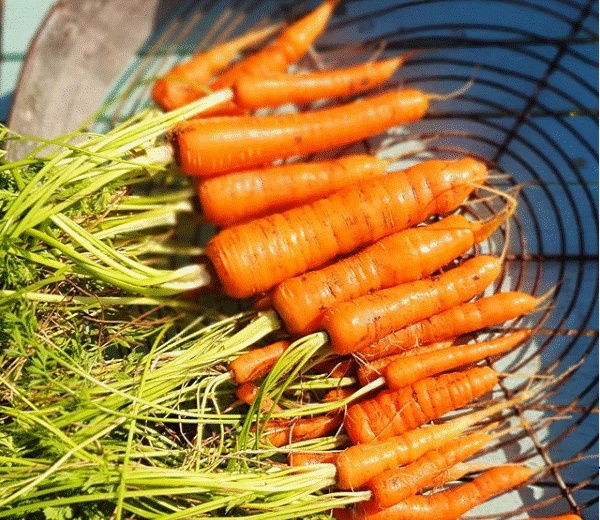 Khu vườn 225m² trồng toàn rau hữu cơ xanh tốt nhờ bí quyết dễ làm của bà mẹ trẻ đảm đang-24