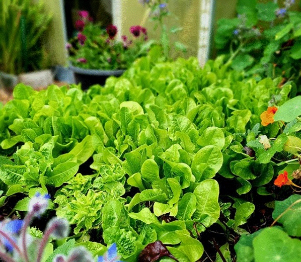 Khu vườn 225m² trồng toàn rau hữu cơ xanh tốt nhờ bí quyết dễ làm của bà mẹ trẻ đảm đang-25