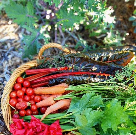 Khu vườn 225m² trồng toàn rau hữu cơ xanh tốt nhờ bí quyết dễ làm của bà mẹ trẻ đảm đang-27