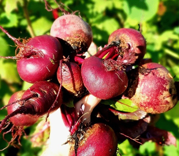 Khu vườn 225m² trồng toàn rau hữu cơ xanh tốt nhờ bí quyết dễ làm của bà mẹ trẻ đảm đang-28