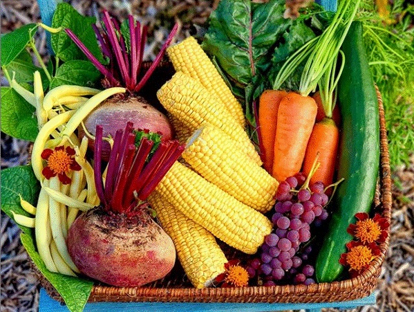 Khu vườn 225m² trồng toàn rau hữu cơ xanh tốt nhờ bí quyết dễ làm của bà mẹ trẻ đảm đang-29