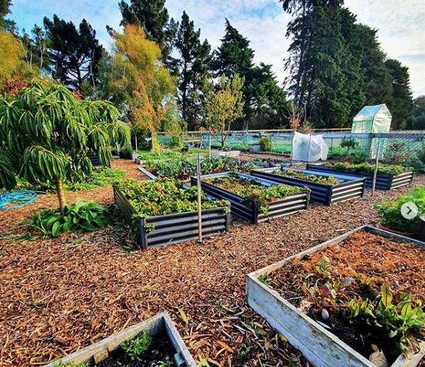 Khu vườn 225m² trồng toàn rau hữu cơ xanh tốt nhờ bí quyết dễ làm của bà mẹ trẻ đảm đang-30