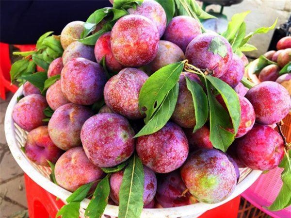 Chọn mận không hóa chất, các bà nội trợ thông thái cần biết-1