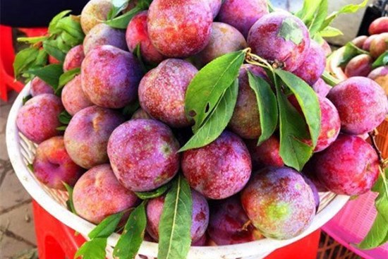 Chọn mận không hóa chất, các bà nội trợ thông thái cần biết