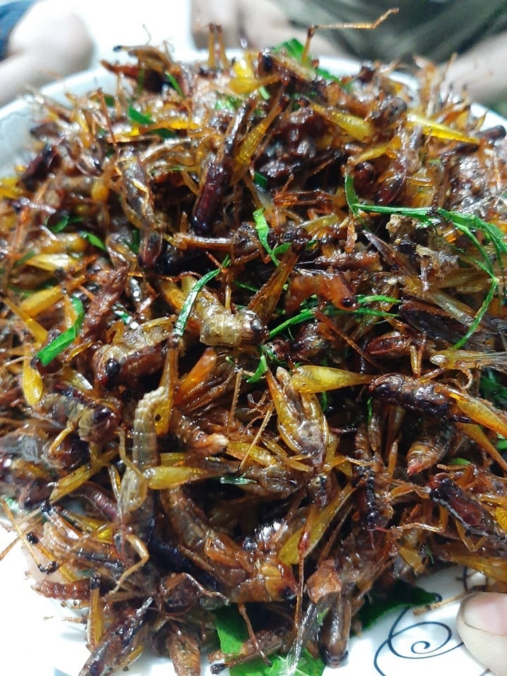 Tôm bay giá 250.000 đồng/kg được săn lùng, dân buôn bán cả tạ mỗi ngày-1