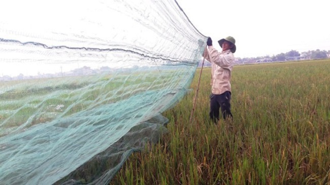 Tôm bay giá 250.000 đồng/kg được săn lùng, dân buôn bán cả tạ mỗi ngày-2