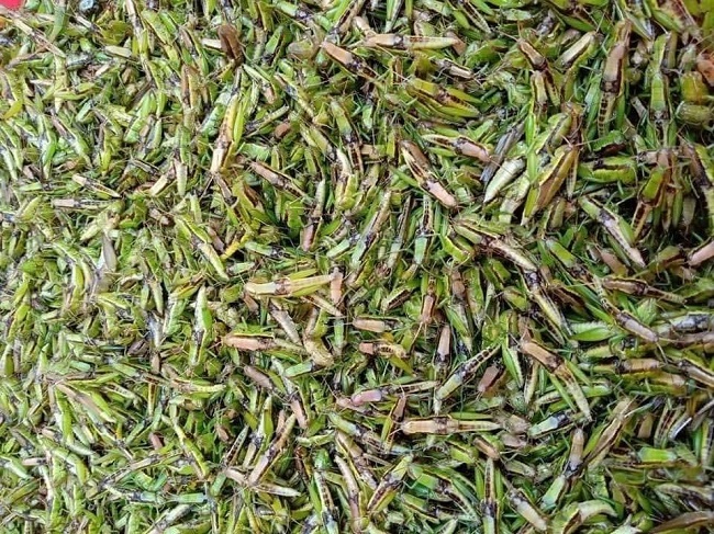 Tôm bay giá 250.000 đồng/kg được săn lùng, dân buôn bán cả tạ mỗi ngày-3