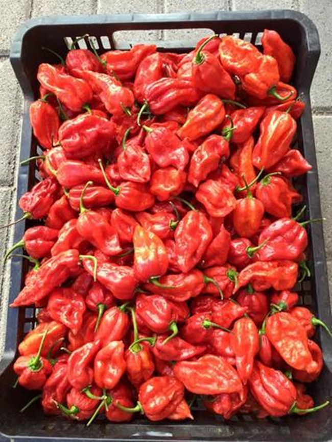 Thứ nghe tên đã rùng mình phát sợ, ăn xé lưỡi mà gần 1 triệu/kg-2