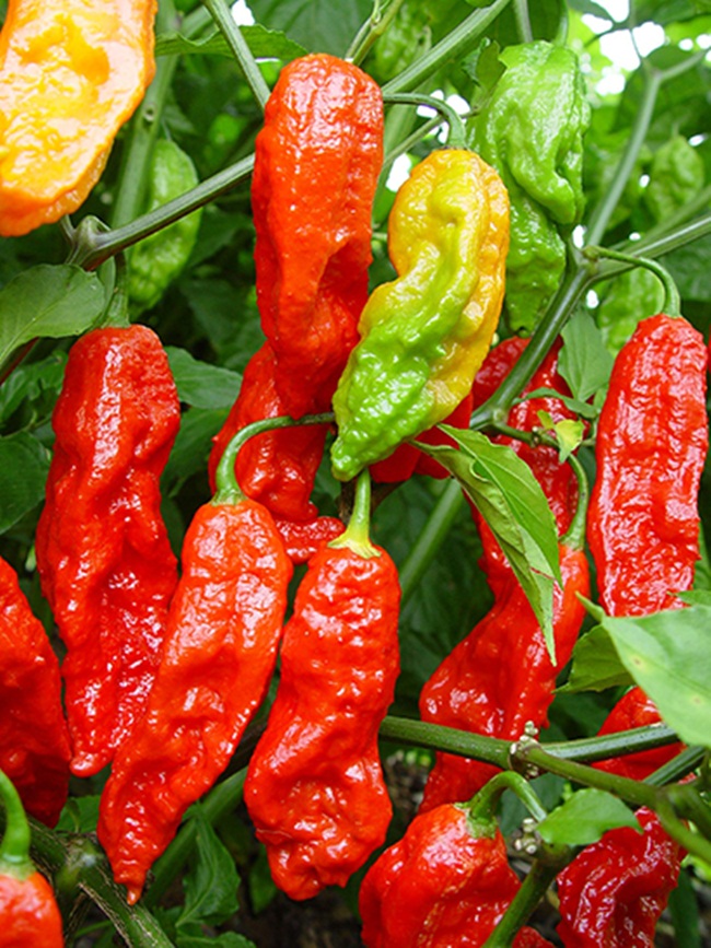 Thứ nghe tên đã rùng mình phát sợ, ăn xé lưỡi mà gần 1 triệu/kg-4