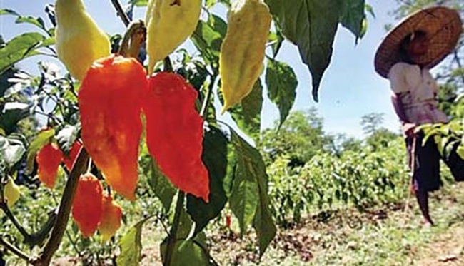 Thứ nghe tên đã rùng mình phát sợ, ăn xé lưỡi mà gần 1 triệu/kg-6