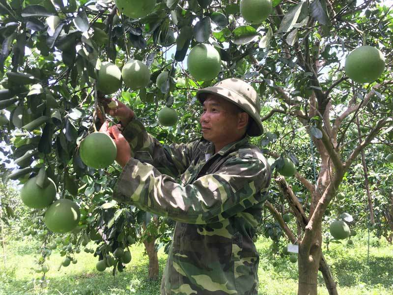 Tỷ phú 15 vạn quả bưởi, cuộc đổi đời anh sinh viên bán kem dạo-3