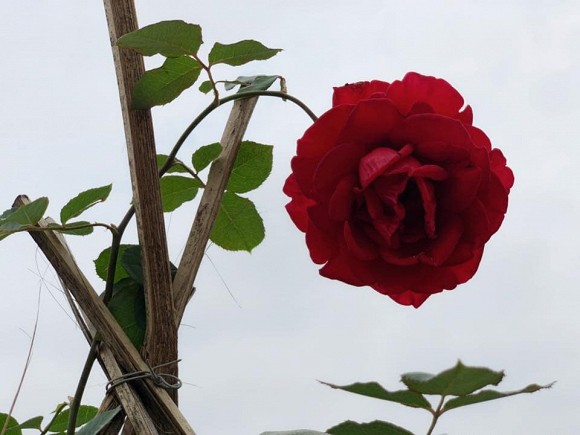 Khu vườn trong hai căn biệt thự của Ông hoàng nhạc đỏ Trọng Tấn-7