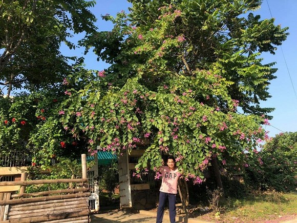 Khu vườn trong hai căn biệt thự của Ông hoàng nhạc đỏ Trọng Tấn-27