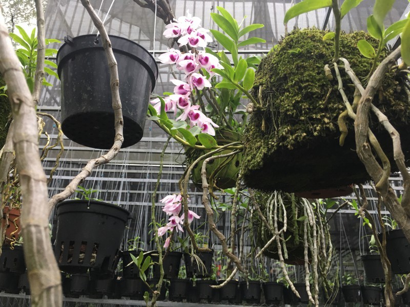 Bán tạ cà phê mua 1 cây lan rừng, sau 2 năm sau có cơ ngơi tiền tỷ-5