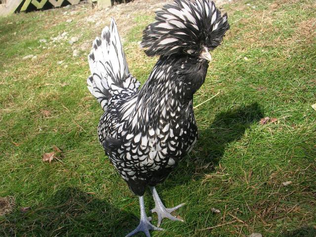 Giải mã bí ẩn quái gà đầu nở hoa như đầu sư tử giá tiền triệu hút hồn dân chơi-11