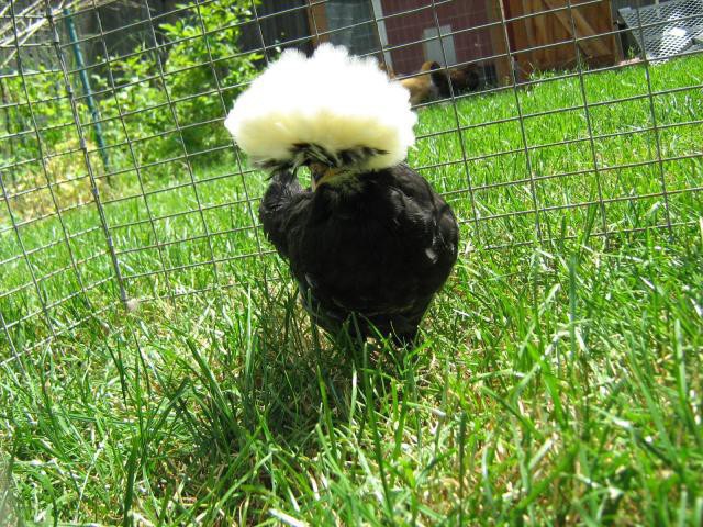 Giải mã bí ẩn quái gà đầu nở hoa như đầu sư tử giá tiền triệu hút hồn dân chơi-12