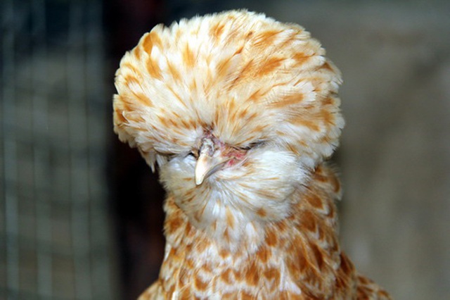 Giải mã bí ẩn quái gà đầu nở hoa như đầu sư tử giá tiền triệu hút hồn dân chơi-3