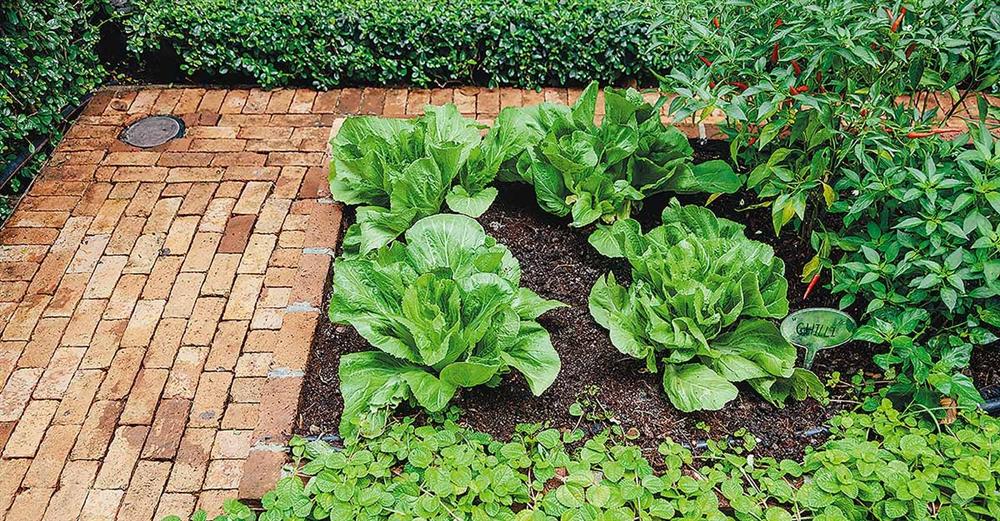 3 cách thiết thực giúp bạn tạo vườn rau xanh sạch trong nhà phố chật hẹp-1