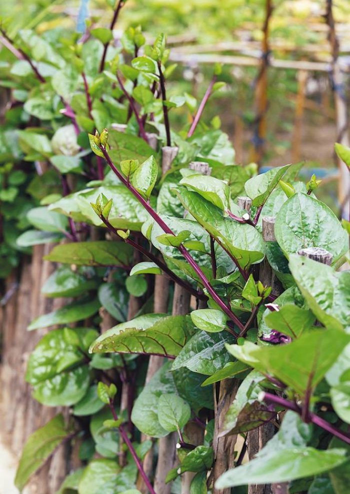 3 cách thiết thực giúp bạn tạo vườn rau xanh sạch trong nhà phố chật hẹp-4