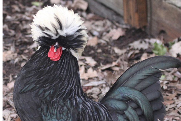 Sự thật ngã ngửa về gà ủ muối hoa tiêu siêu rẻ trên thị trường-1