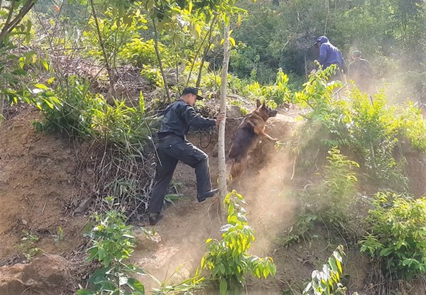 Triệu Quân Sự khai kế hoạch nằm im trong bụi rậm để thoát vòng vây Công an trên núi Hải Vân-2