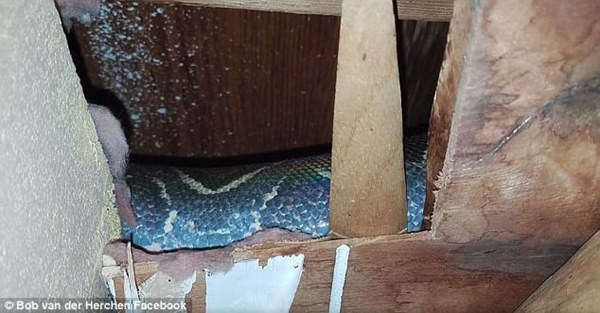 Nghe tiếng ồn trên tầng gác mái suốt 4 năm liền nhưng đinh ninh là chuột chạy, cặp vợ chồng tái xanh mặt khi phát hiện sự thật-2