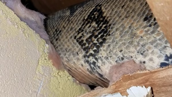 Nghe tiếng ồn trên tầng gác mái suốt 4 năm liền nhưng đinh ninh là chuột chạy, cặp vợ chồng tái xanh mặt khi phát hiện sự thật-3