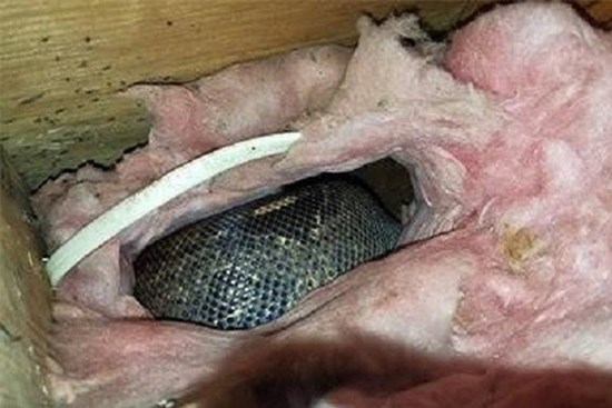 Nghe tiếng ồn trên tầng gác mái suốt 4 năm liền nhưng đinh ninh là chuột chạy, cặp vợ chồng tái xanh mặt khi phát hiện sự thật