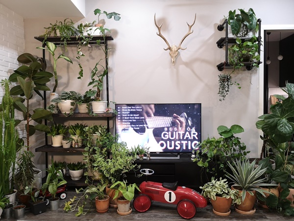 Sở hữu hơn 100 loài cây, nữ MC 8x bật mí bí quyết trồng cây trong nhà vừa đẹp lại chẳng lo thiếu oxy-2