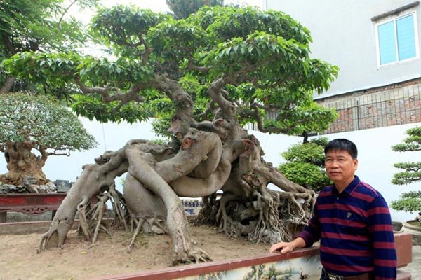 Chiêm ngưỡng cây sanh ngọa hổ tàng long 30 tỷ đồng của đại gia Toàn đôla ở Phú Thọ-4