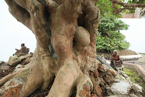 Chiêm ngưỡng cây sanh ngọa hổ tàng long 30 tỷ đồng của đại gia Toàn đôla ở Phú Thọ-10