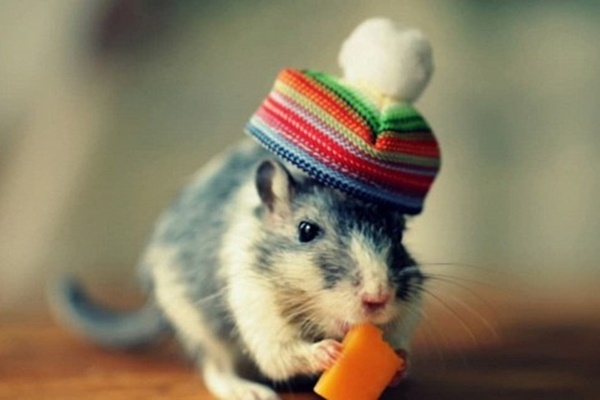 Tuần tới, top 3 con giáp tiền tài viên mãn, đánh đâu thắng đó, sự nghiệp hanh thông, may mắn ngập tràn-4