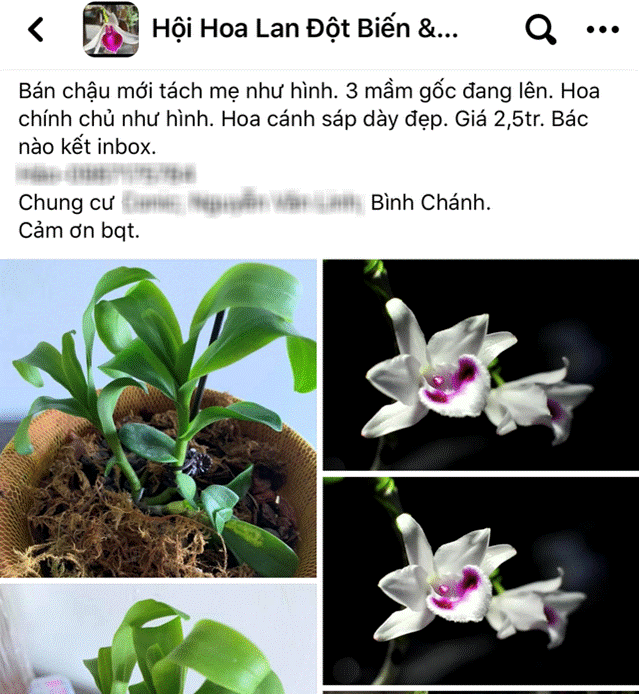 Vén màn giao dịch lan đột biến tiền tỷ trên chợ mạng-1