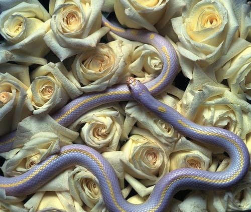 Tuần tới, top 3 con giáp tiền tài viên mãn, đánh đâu thắng đó, sự nghiệp hanh thông, may mắn ngập tràn-1