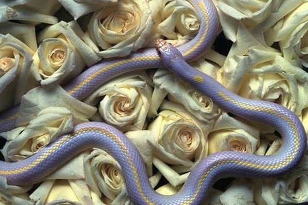 Tử vi tháng 5/2020 âm lịch: 3 con giáp may mắn hốt trọn lộc trời, cuộc sống tiền tài đều viên mãn-3