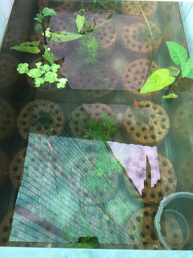 Hết lá bàng, dân chơi lại lùng mua than tổ ong đã qua sử dụng-3